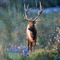 Wild Deer Elk Wondering In the Grassy Meadow Generative AI