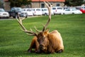 Deer elk wildlife animals in Yellowstone national park in Wyoming , United States of America