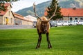 Deer elk wildlife animals in Yellowstone national park in Wyoming , United States of America