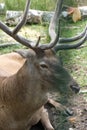 Deer in the enclosure of Belovezhskaya Pushcha. They walk around the aviary