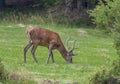 Deer European