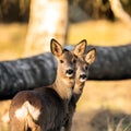 Deer in evening light Royalty Free Stock Photo