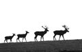 Deer evolution Royalty Free Stock Photo