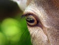 Deer eye Royalty Free Stock Photo