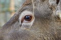 a Deer eye deer close-up without fright Royalty Free Stock Photo