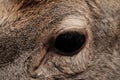 Deer eye close-up Royalty Free Stock Photo