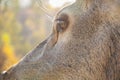 Deer eye close-up Royalty Free Stock Photo