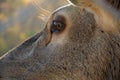 Deer eye close-up Royalty Free Stock Photo