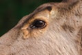 Deer eyes have brown fur around Royalty Free Stock Photo