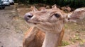 A deer eyes waiting to be fed