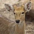Deer face Royalty Free Stock Photo