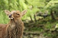 deer face. deer looking at camera in a strange way