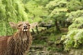 Deer face. deer looking at camera in a strange way