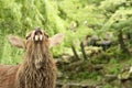 Deer face. deer looking at camera in a strange way