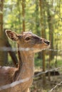 Deer and fallow deer in the zoo on a summer day Royalty Free Stock Photo