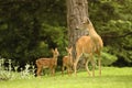 Deer Family Royalty Free Stock Photo