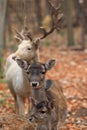 Deer family Royalty Free Stock Photo