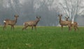 Deer family Royalty Free Stock Photo