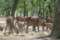 Deer family with beautiful stag and fawns