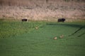 deer family and buffalo herd watching them Royalty Free Stock Photo