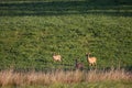 Deer family Royalty Free Stock Photo