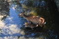 Deer family with fawn baby in Nara, Japan Royalty Free Stock Photo