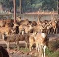 DEER FAMILY Royalty Free Stock Photo