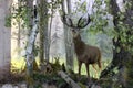 Deer family, museum exhibit