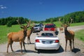 Deer family in Omega park