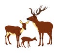 Deer  family vector illustration isolated on white background. Reindeer couple with fawn. Royalty Free Stock Photo