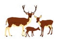 Deer  family vector illustration isolated on white background. Reindeer couple with fawn. Proud Noble Deer male in forest or zoo. Royalty Free Stock Photo
