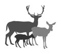 Deer  family vector silhouette isolated on white background. Reindeer couple with fawn. Proud Noble Deer male in forest or zoo. Royalty Free Stock Photo
