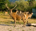 At The Deer Farm Royalty Free Stock Photo