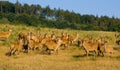 At The Deer Farm Royalty Free Stock Photo