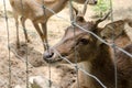 Deer in farm at Chiang Rai,Thailand Royalty Free Stock Photo