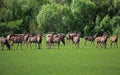 Deer farm Royalty Free Stock Photo
