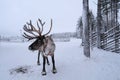 deer farm on sunny winter day, Lapland, Northern Finland, Lapinkyla resort, traditionally tourism, ride safari with snow Finnish Royalty Free Stock Photo