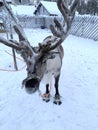 deer farm on sunny winter day, Lapland, Northern Finland, Lapinkyla resort, traditionally tourism, ride safari with snow Finnish Royalty Free Stock Photo