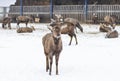 Deer farm in winter animal rescue