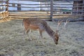 Deer on the farm. A young deer walks in the corral. Farm with animals in the village. Deer sits on the lawn.