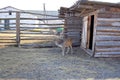 Deer on the farm. A young deer walks in the corral. Farm with animals in the village. Deer sits on the lawn.