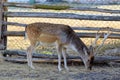 Deer on the farm. A young deer walks in the corral. Farm with animals in the village. Deer sits on the lawn.