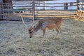 Deer on the farm. A young deer walks in the corral. Farm with animals in the village. Deer sits on the lawn.