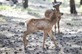 Deer Fawn, Bambi, capreolus. White-tailed young roe. Beautiful wildlife buck.