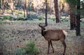 Deer Fawn, Bambi, capreolus. White-tailed young roe. Beautiful wildlife buck.