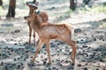 Deer Fawn, Bambi, capreolus. White-tailed young roe. Beautiful wildlife buck.