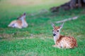 Deer fawn on grass Royalty Free Stock Photo