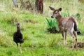 Deer fawn looking at a turkey