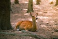 Deer fawn portrait forest park wild brown animals youngdeer