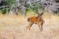 Deer Fawn Royalty Free Stock Photo